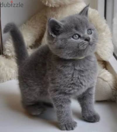 Adorable British Short Hair kitten light grey color Cat /Delivery /قطط