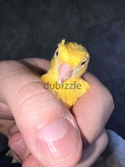 Two Canaries male and female