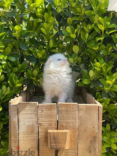 Scottish Fold