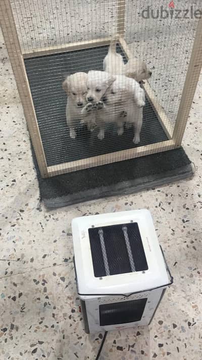 4 pure golden retriever puppies