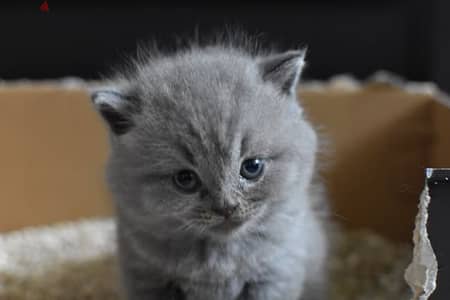 pure british shorthair kitten HIGH QUALITY