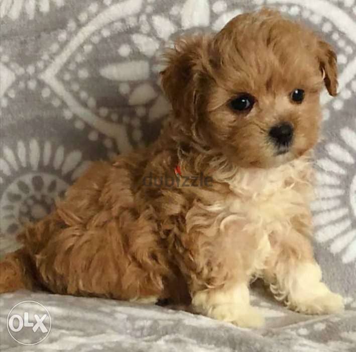 Maltipoo Brown Puppies dog كلاب. 0