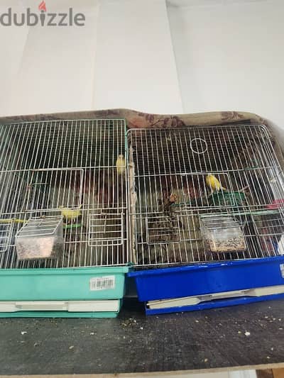 Canary Birds for Sale