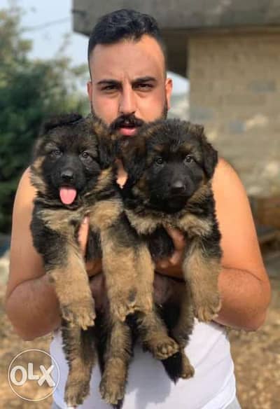 Long hair german shepherd available