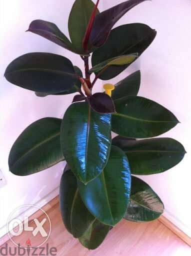 rubber plant dark leaves