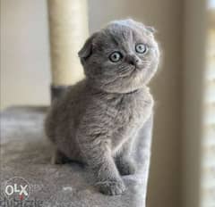 Scottish Fold Short Hair Kittens cat قطط 0