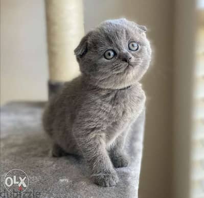 Scottish Fold Short Hair Kittens cat قطط