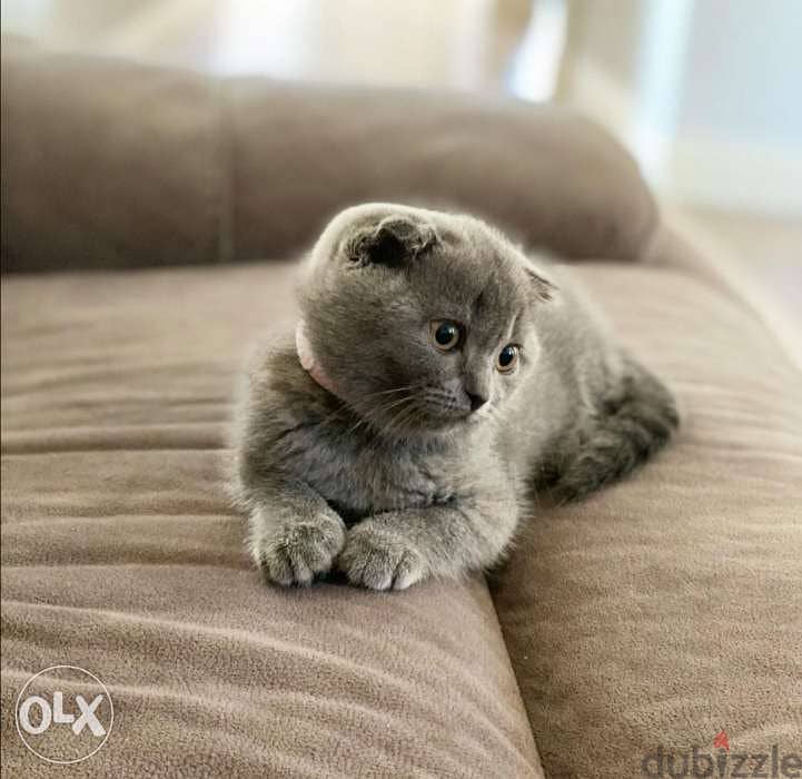 Short Hair Scottish Fold Kitten Grey/ Available in Shop/ Delivery! 0