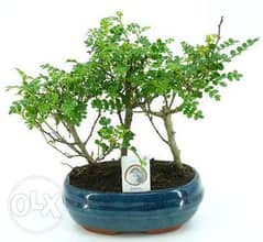 Zanthoxylum forest bonsai 0