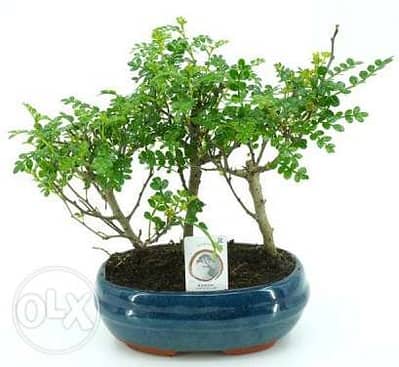 Zanthoxylum forest bonsai