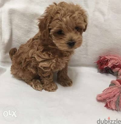 Poodle Puppies Dog كلاب