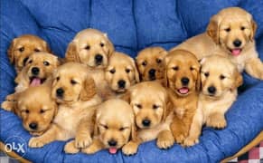 Golden retriever puppies 0