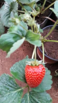 Strawberry 0