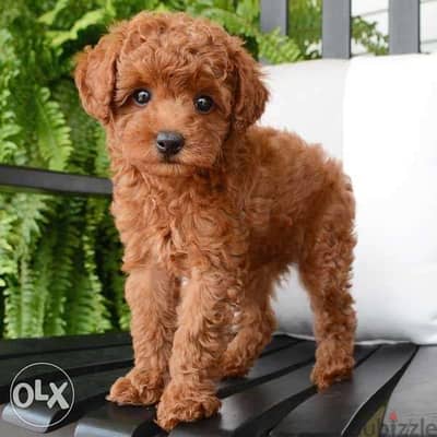 Poodle Red Baby Small Size Puppies/ Available in Store now!