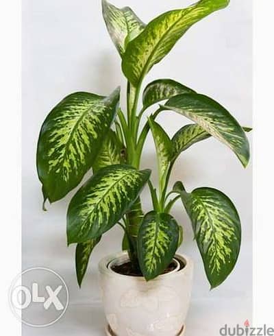 Dieffenbachia دفنباخية