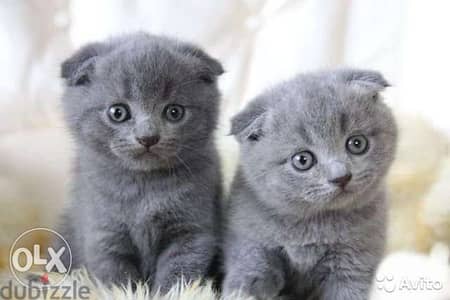 Cute Scottish Fold Kitten Available cat cats