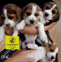 Beagle puppies 0