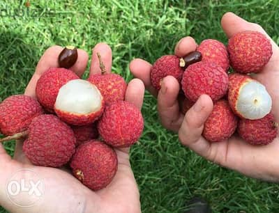 Spanish Litchi trees شجر ليتشي إسباني