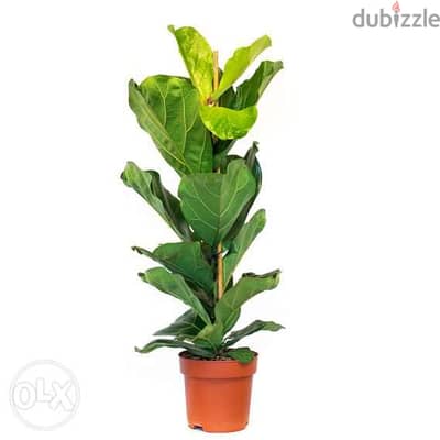 Dutch Ficus lyrata