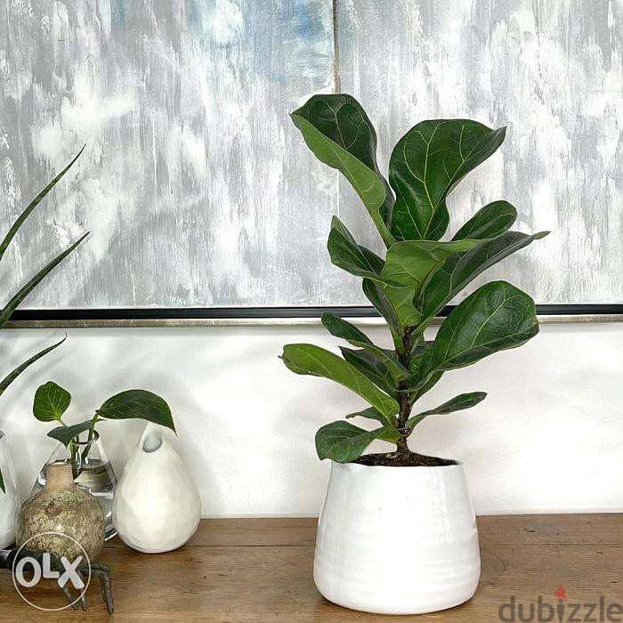 Dutch Ficus lyrata 2