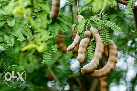 Tamarind trees شجر تمر هندي تايلاندي