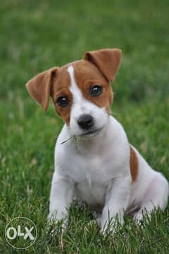 Jack russell clearance terrier olx