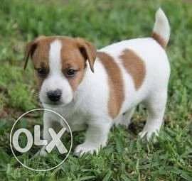 Charming Jack Russell Puppies– Playful & Healthy/ dog كلاب 0