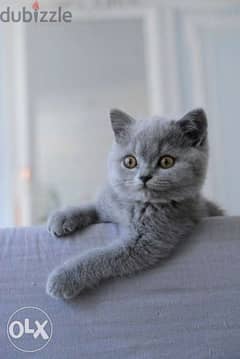 British Shorthair kitten / dog كلاب/ 0