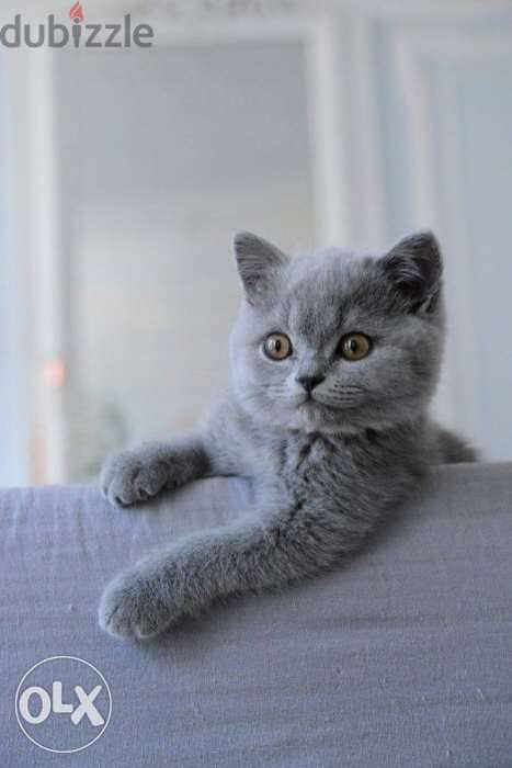 British Shorthair kitten / dog كلاب/ 0