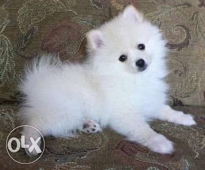 Loulou Spitz puppy available