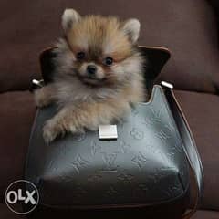 Pomeranian Spitz BABY Small Size puppy / dog كلاب 0