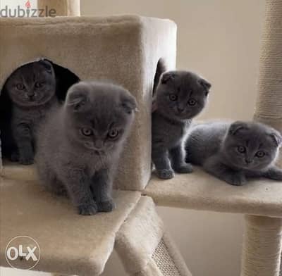 Adorable Kittens Scottish Fold/ Available in Shop/ Delivery!