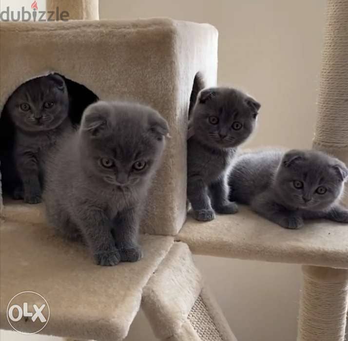 Adorable Kittens Scottish Fold/ Available in Shop/ Delivery! 0