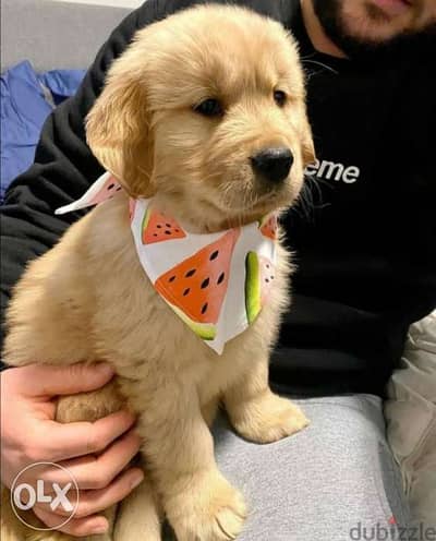 Golden Retriever PUPPIES Available/ dog كلاب