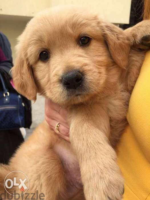 Puppy Golden Retriever available! / 0