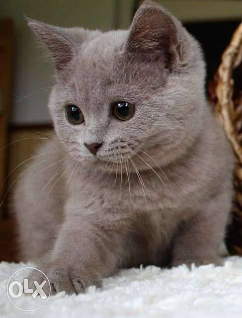 British shorthair hot sale cat olx