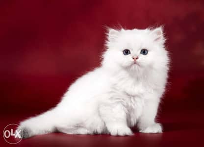 Persian Kitten White Blue Eyes Available/ cat قطط