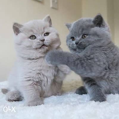 British Kitten Lilac and Blue Available