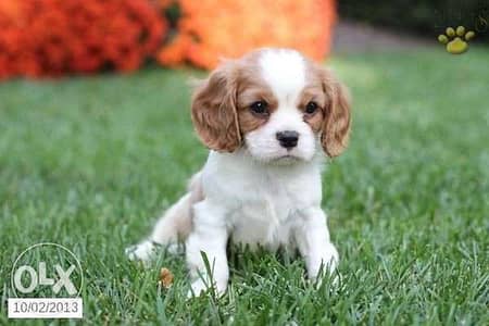 Cavalier King Charles Puppies AVAILABLE in store/ delivery/ dog كلاب