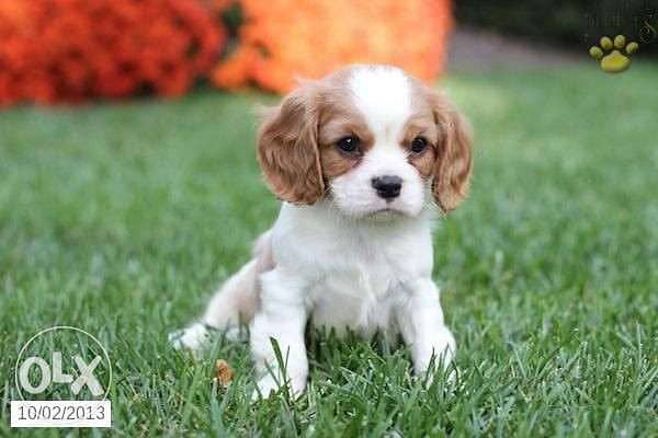 Cavalier King Charles Puppies AVAILABLE in store/ delivery/ dog كلاب 0