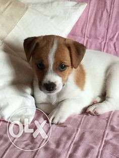 Playful Jack Russell Puppy 0