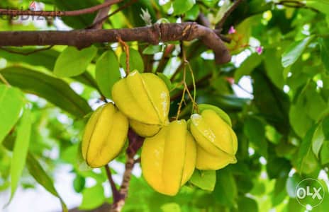 شجر ستارفروت/ كارامبولا إسباني Carambolla starfruit trees