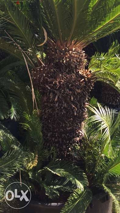 cycas 1,8 m سيكا مميزة ثلاث رؤوس ١،٨ م