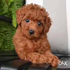 Poodle Toy Red Puppy - dog / كلاب 0