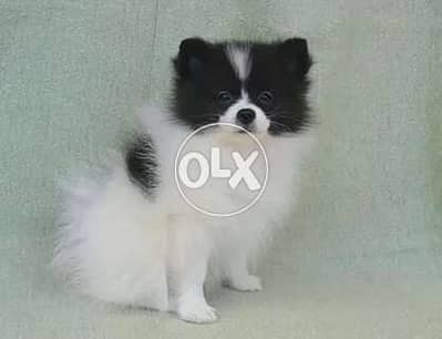 Pomeranian Spitz Parti Color Small size/ dog كلاب كلب