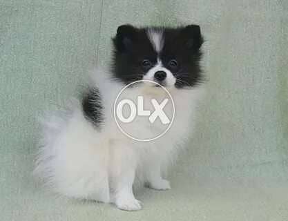 Pomeranian Spitz Parti Color Small size/ dog كلاب كلب 0