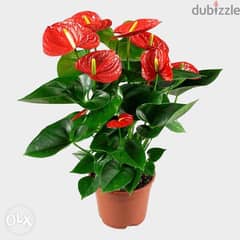 Anthurium plant (Red flowers) 0