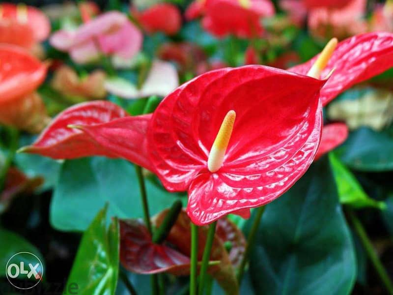 Anthurium plant (Red flowers) 1
