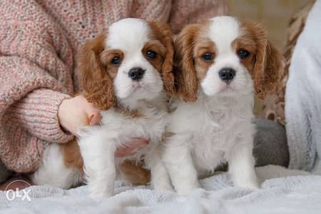 CAVALIER king Charles Available dog كلاب