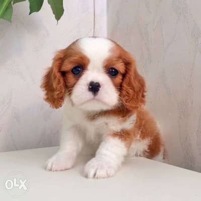 Cavalier King Charles Puppies/ dog كلاب Available